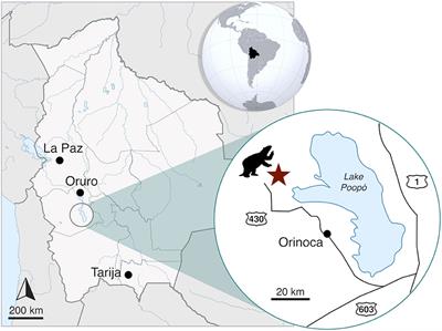 Cranial Anatomy and Paleoneurology of the Extinct Sloth Catonyx tarijensis (Xenarthra, Mylodontidae) From the Late Pleistocene of Oruro, Southwestern Bolivia